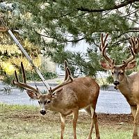 My Neighbors Again.. (My poor lawn!)