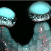 Psychedelic Cannabis Tricomes