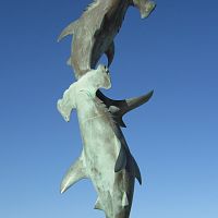 Hammerheads
