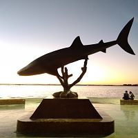 The Shark