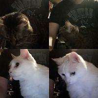 My Kitties.