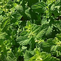Spearmint!