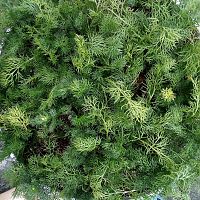 Chamomile