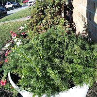 Chamomile update