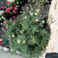Good Morning ~ Happy Chamomile