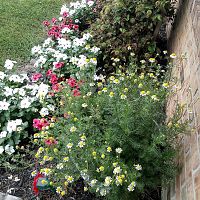 Chamomile still blooming :-)