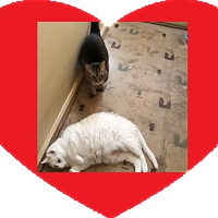 Twinkle and Snowball.