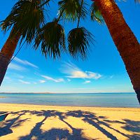 Two Palms on the Malecon
