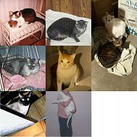 Cats, Cats, Cats.