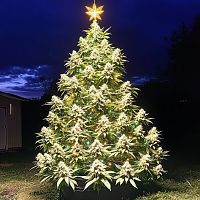 Happy Pagan Holidays!
