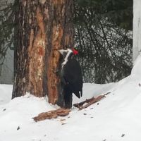 Hungry Wood Pecker