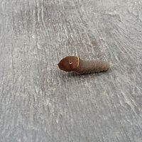 Caterpillar