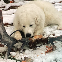 After the hunt