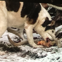 After the hunt