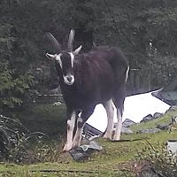 Missing a goat?