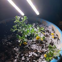 Hailstorm aftermath :(