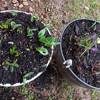 Bulb plants & some chamomile