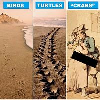 Birds, Turtles, Crabs.
