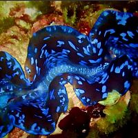 Giant Clam