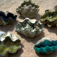 Giant Clams