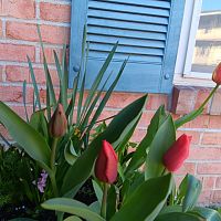 Tulips