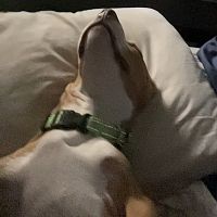 Koda ascending