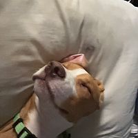 Koda