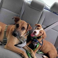 Koda and Rocko