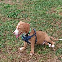 Koda enjoying the park