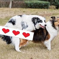 Two Dogs In Love...
