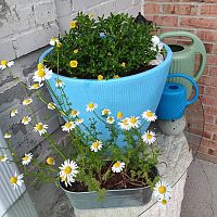 The plants are looking happy today