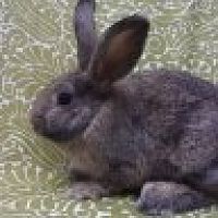 Funny Babbits are cool