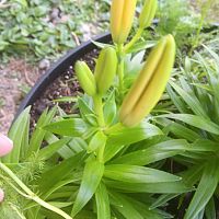 Lily buds #1