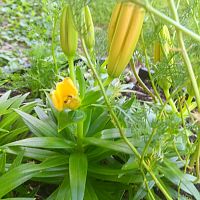 Lily buds #2