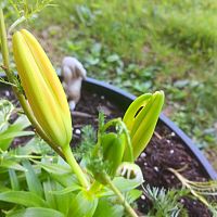 Lily buds #3