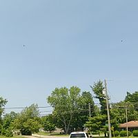Vultures circling in the sky
