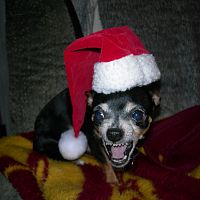 Skeeter, the angry chihauhaun grinch