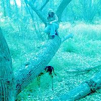 up in a tree