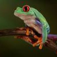 cool lookin tree frog