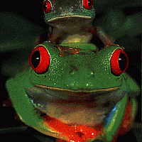 frogs green red