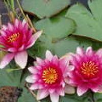 hot pink water lily