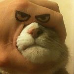 mad cat