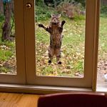 suction cat