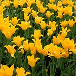 Yellow Tulips