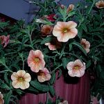 oh petunia up-close!