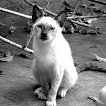 Sadistic Cat