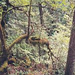 The Wonderful Rainforest