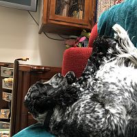 Shylass365's pets