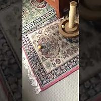 Gizmo playing with ball