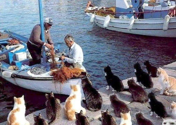 Bring in the Catch.